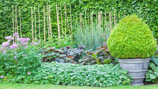English garden hedge example