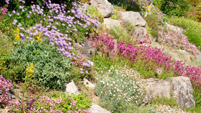 rock garden example