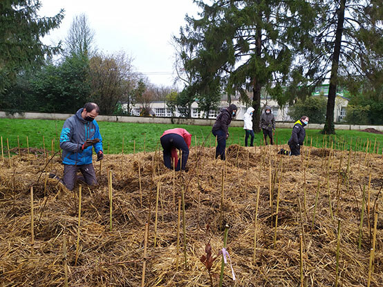 Piantagione di alberi per un'associazione 